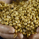 GMO Roundup Ready soybeans harvested from an Illinois farm in 2003